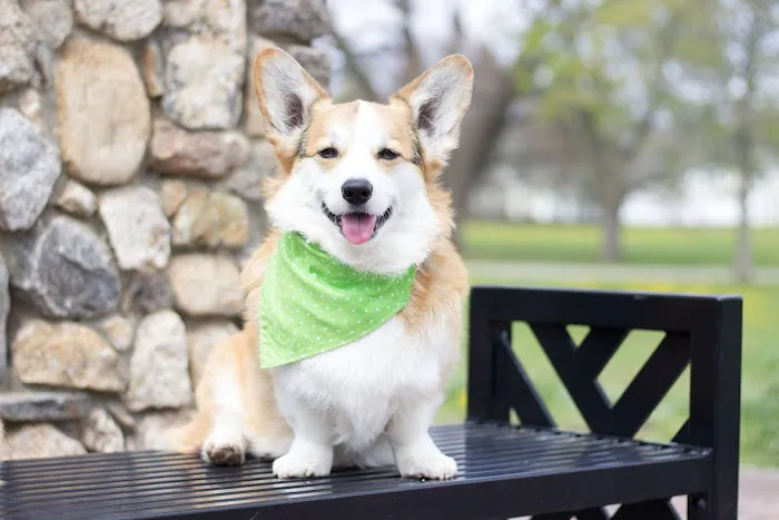 Ashland Animal Hospital 4
