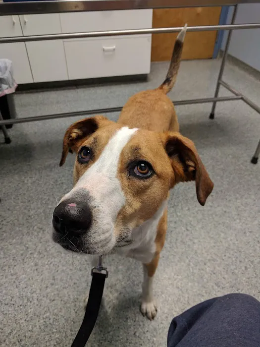 Ashland Animal Hospital 8