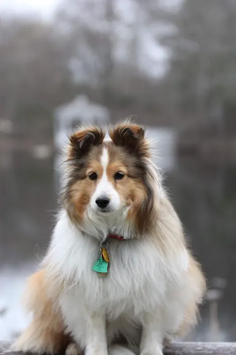 Ashland Animal Hospital 5