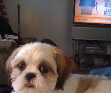 Island Veterinary Services Inc