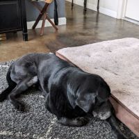Mount Hope Animal Hospital ico