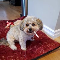 Sakonnet Veterinary Hospital ico