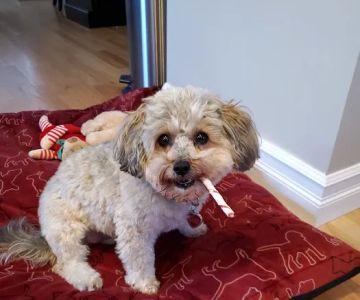 Sakonnet Veterinary Hospital