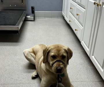 Acoaxet Veterinary Clinic