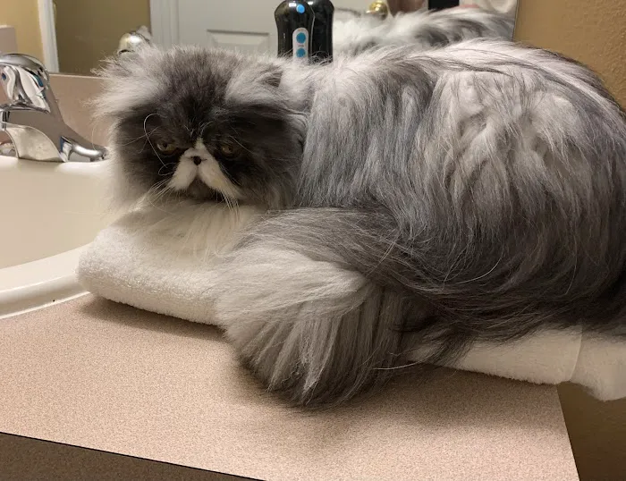 Acoaxet Veterinary Clinic: Grossi Cathy A DVM 3