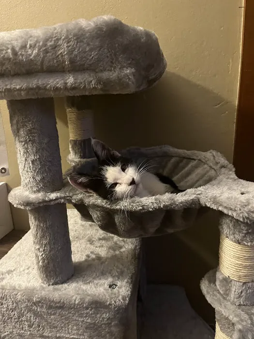 Abbott Animal Hospital 1