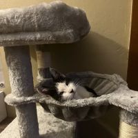 Abbott Animal Hospital ico