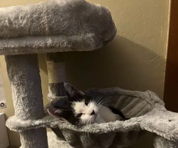 Abbott Animal Hospital