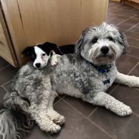 Bristol County Veterinary Hospital ico