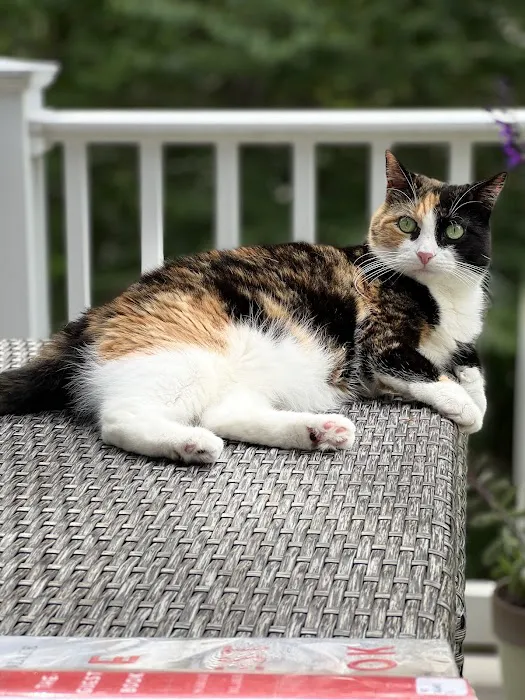 Bristol County Veterinary Hospital 4