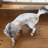 Vitality Veterinary of Swansea ico
