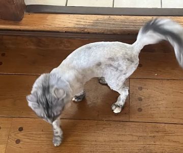 Vitality Veterinary of Swansea