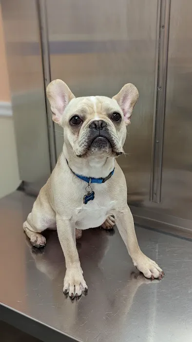 Ferguson Animal Hospital: Mcclure Lorens Christina DVM 1