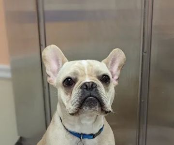 Ferguson Animal Hospital: Mcclure Lorens Christina DVM