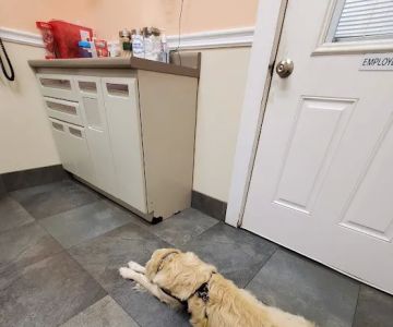 Ferguson Animal Hospital