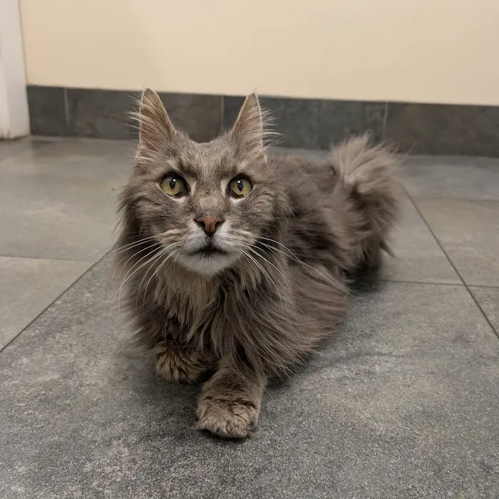 Ferguson Animal Hospital 6