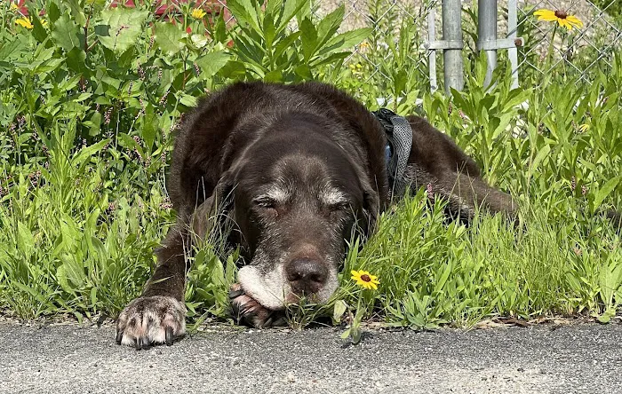 Ferguson Animal Hospital 7