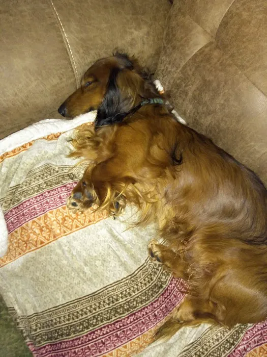 Scituate Animal Hospital 3