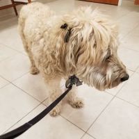 Scituate Animal Hospital ico
