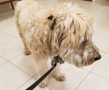 Scituate Animal Hospital