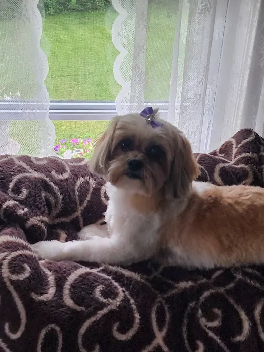 Scituate Animal Hospital 5