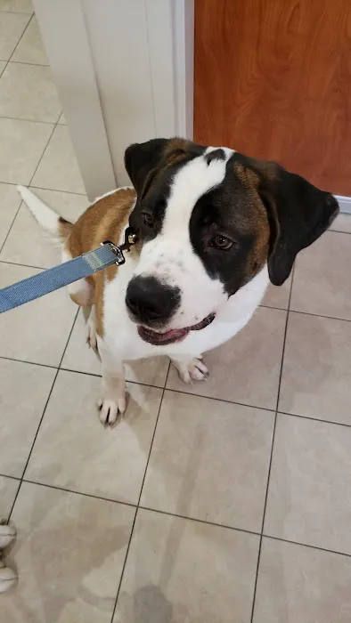 Scituate Animal Hospital 4