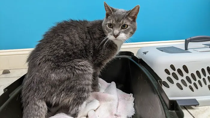Harbor Animal Hospital 9