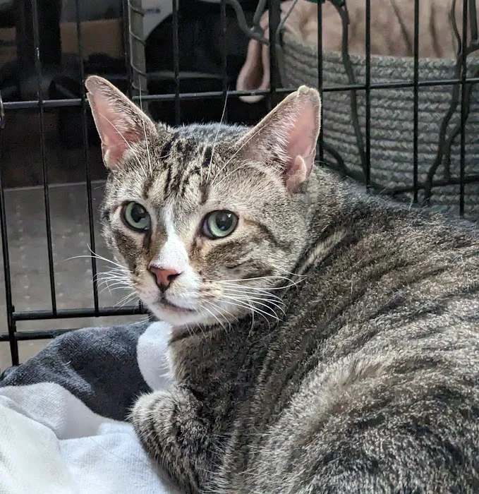 ShotVet @ Pet Foods Plus 5