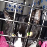 ShotVet @ Pet Foods Plus ico