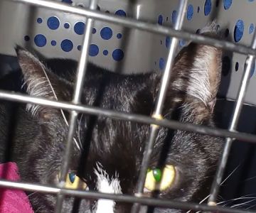 ShotVet @ Pet Foods Plus