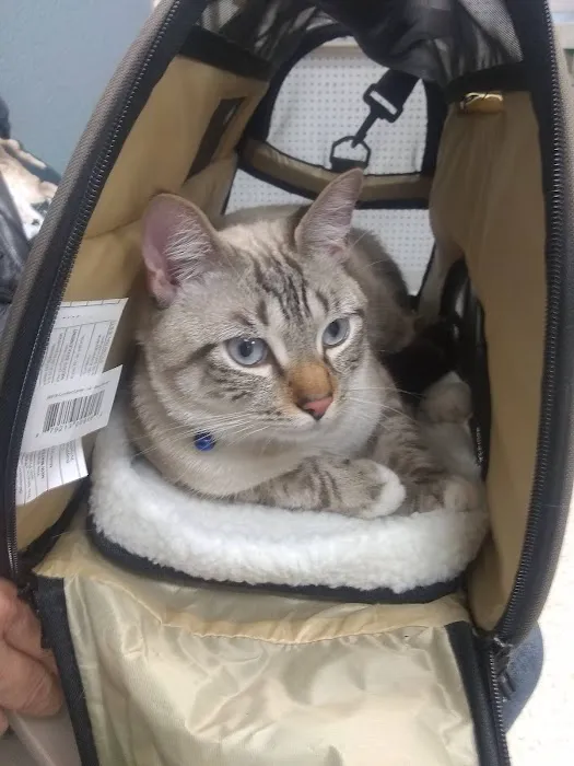 Veterinary Services of Pawtucket 6