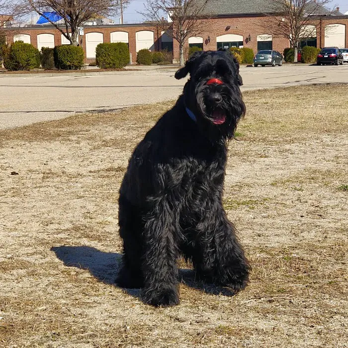Veterinary Services of Pawtucket 10