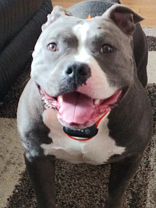 Gansett Animal Hospital 9