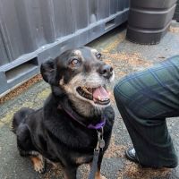 Gansett Animal Hospital ico