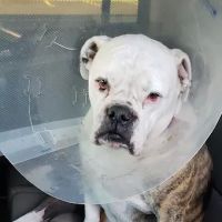 North Country Veterinary Services ico