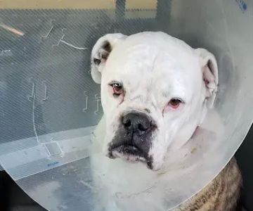 North Country Veterinary Services