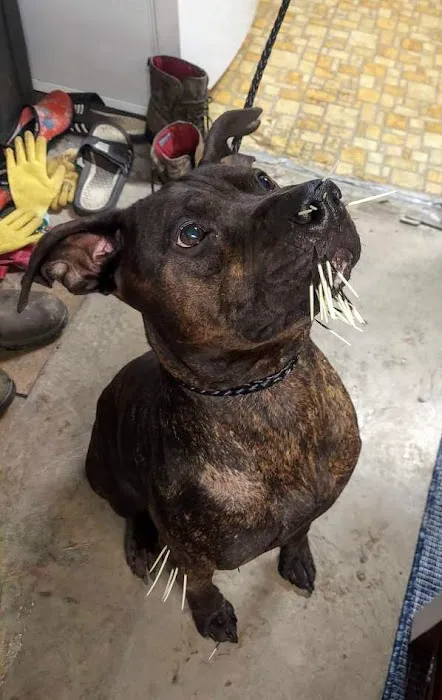 Black Creek Animal Clinic LLC 2