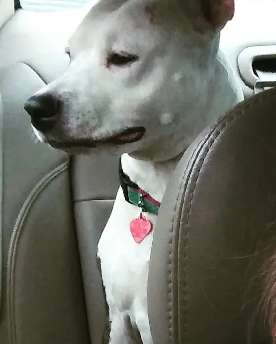 Tara Animal Hospital 9