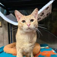 Chestnut Ridge Animal Clinic ico