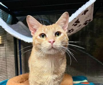 Chestnut Ridge Animal Clinic