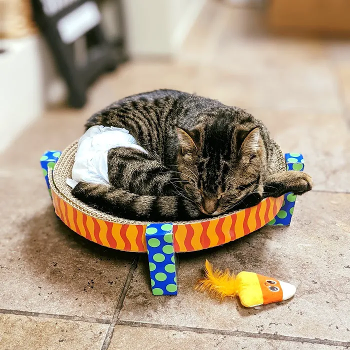 Chestnut Ridge Animal Clinic 9