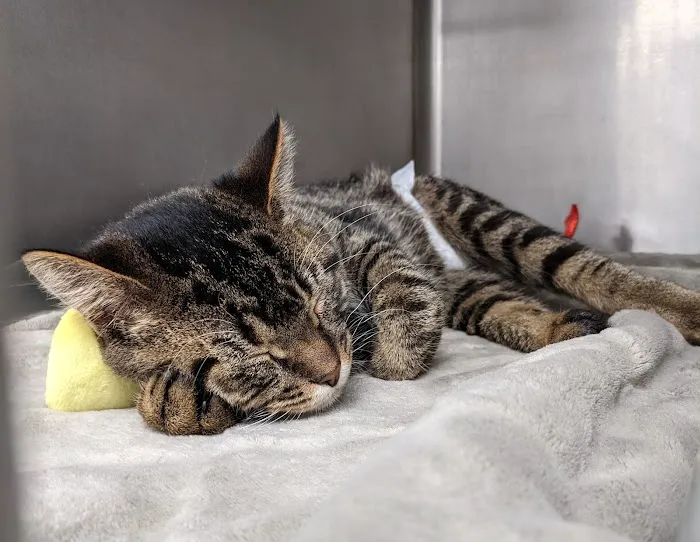 Chestnut Ridge Animal Clinic 4