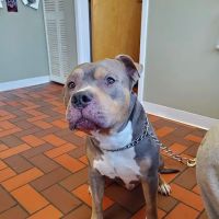 Brookside Veterinary Clinic ico