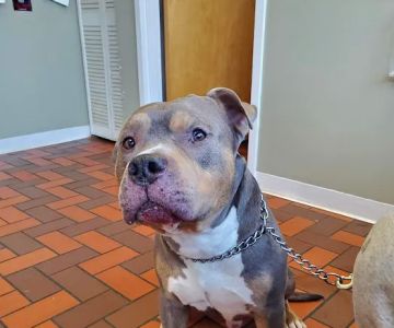 Brookside Veterinary Clinic