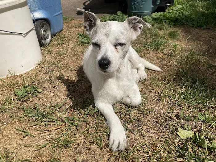 Urgent Veterinary Care 4