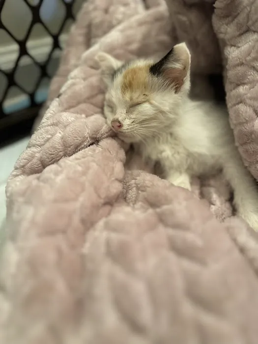 Urgent Veterinary Care 6