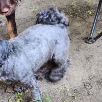 Urgent Veterinary Care ico
