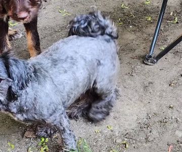 Urgent Veterinary Care