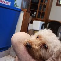 Mobile Veterinary Clinic ico