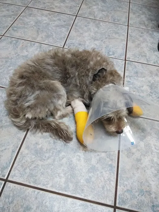 Mobile Veterinary Clinic 4